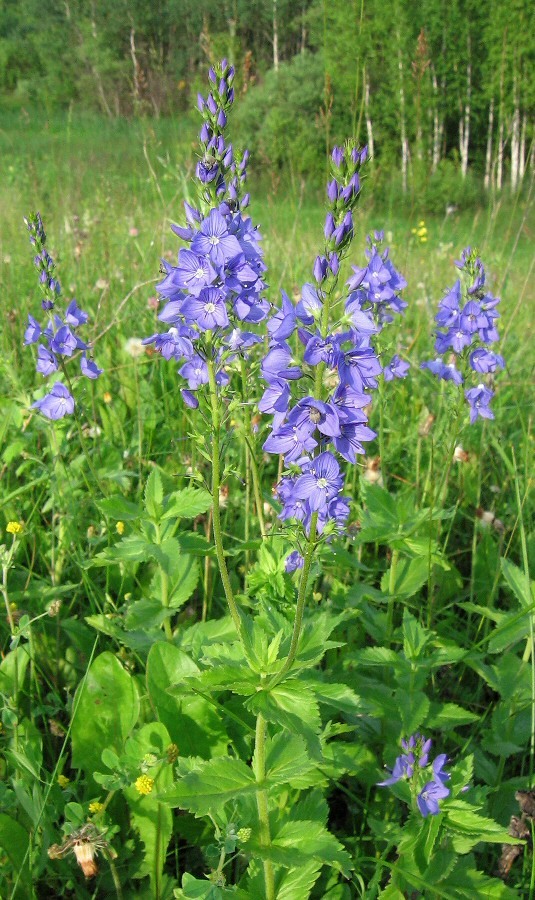 Изображение особи Veronica teucrium.