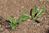 Isatis tinctoria