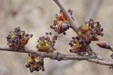 Ulmus japonica. Часть ветви с соцветиями. Хабаровский край, окр. г. Комсомольск-на Амуре, край сырого луга. 02.05.2024.