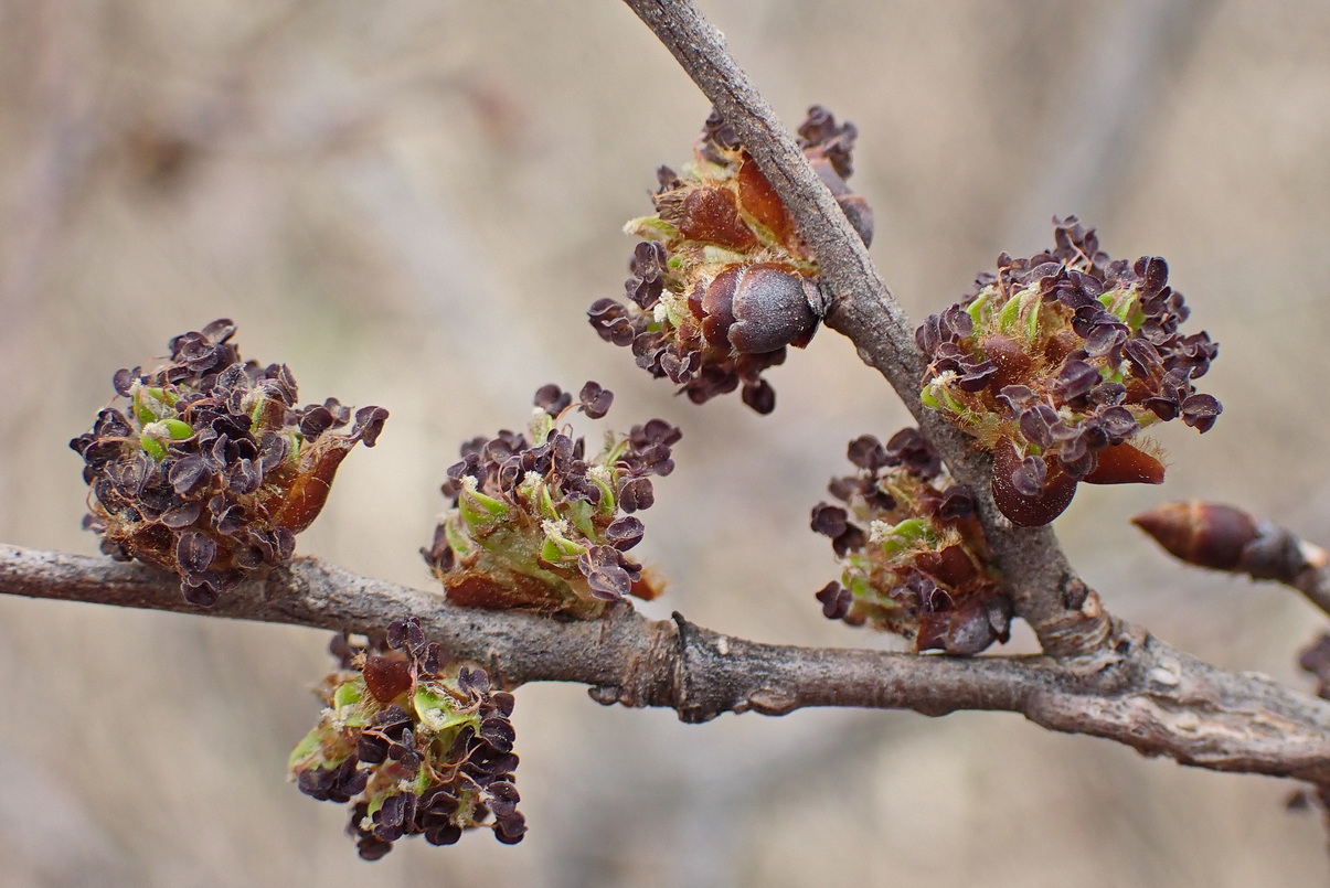 Image of Ulmus japonica specimen.