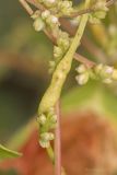 genus Cuscuta