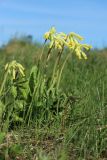 Primula veris. Цветущее растение. Псковская обл., Невельский р-н, окр. дер. Худоярово, разнотравно-злаковый суходольный луг. 02.05.2024.