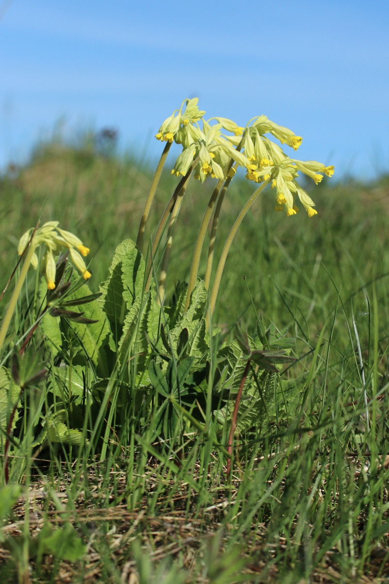 Изображение особи Primula veris.