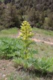 Ferula tadshikorum