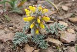 Phlomoides speciosa