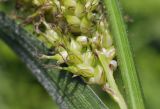 Carex sordida