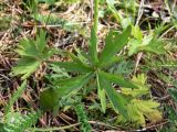 Ranunculus acris