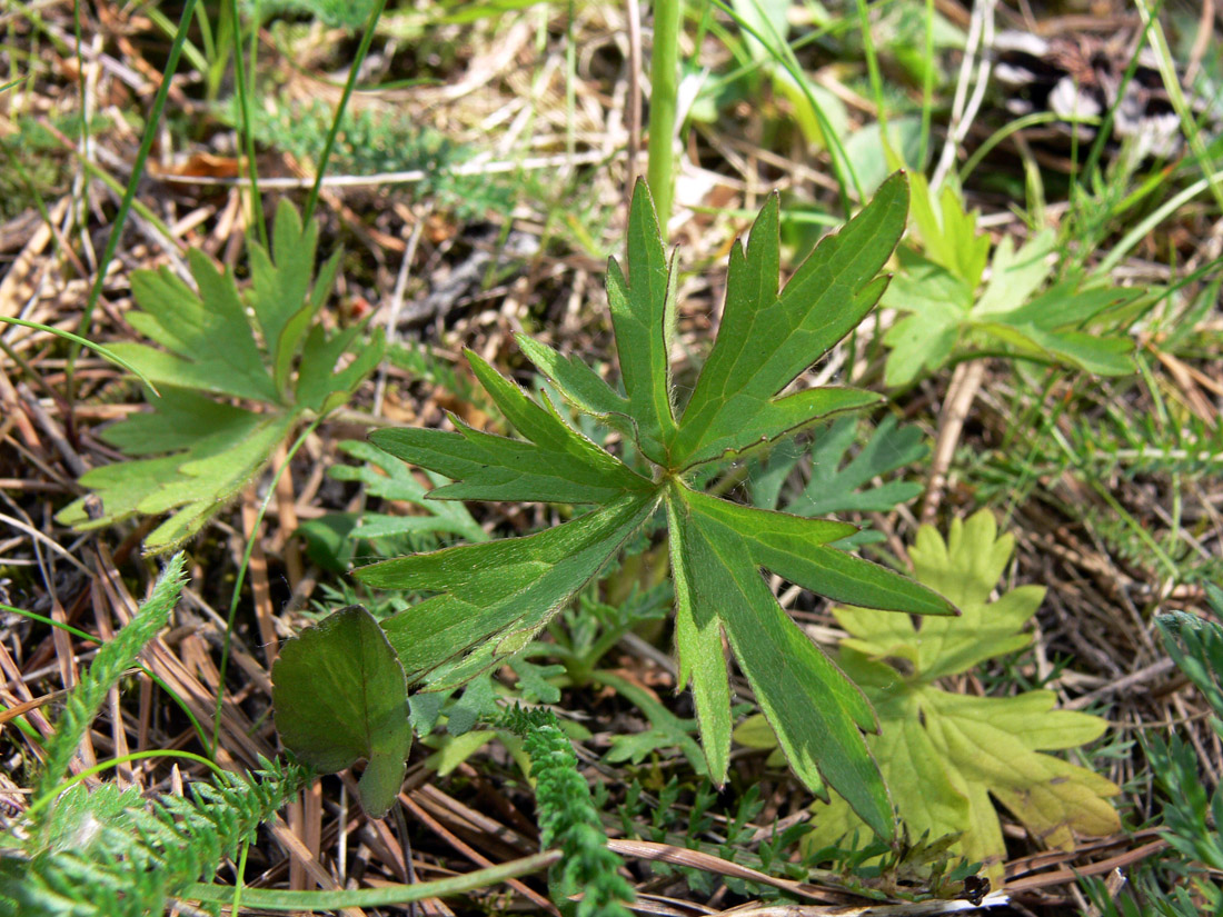 Изображение особи Ranunculus acris.