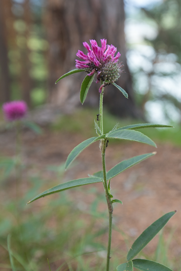Image of Trifolium alpestre specimen.