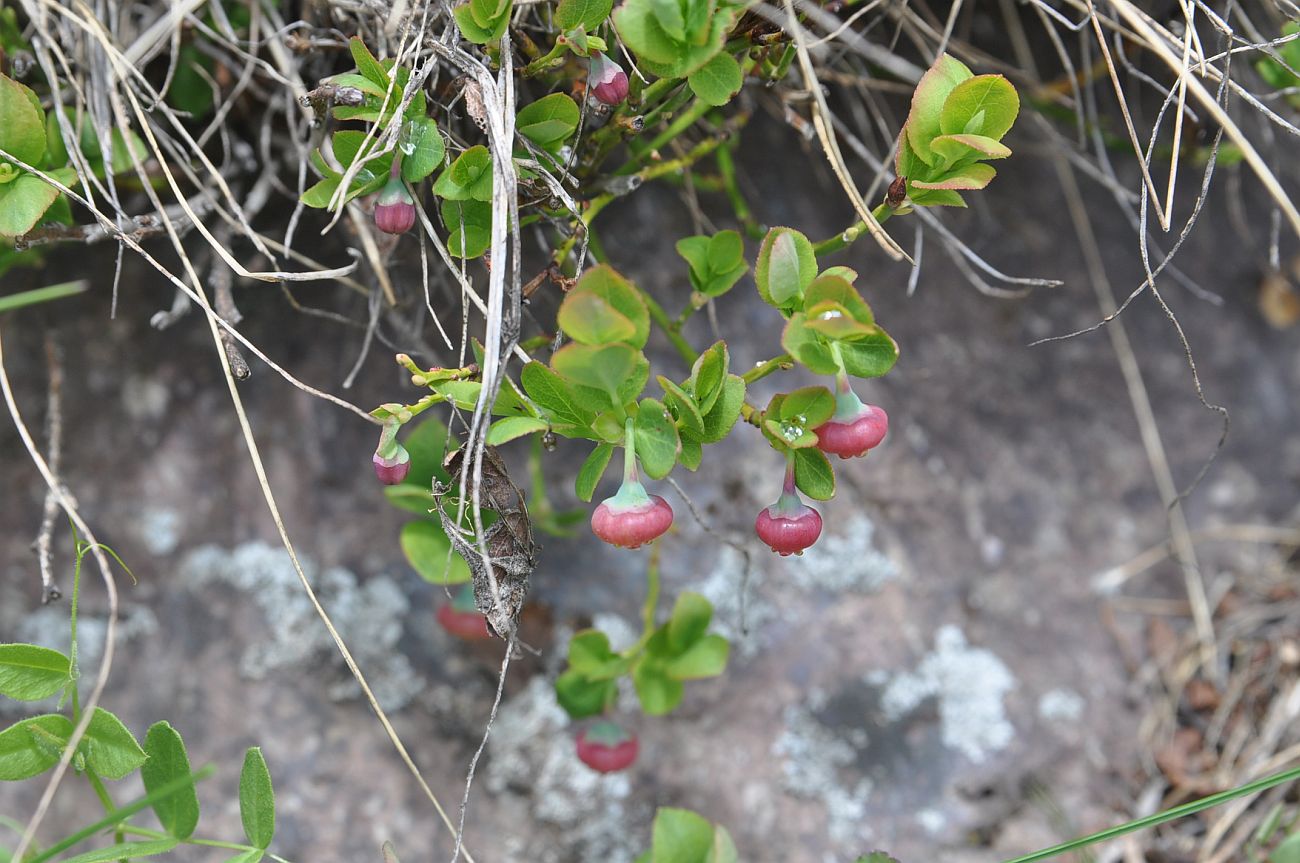 Изображение особи Vaccinium myrtillus.