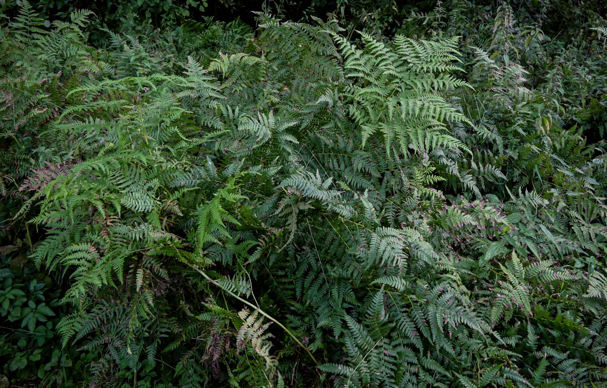 Изображение особи Pteridium pinetorum.