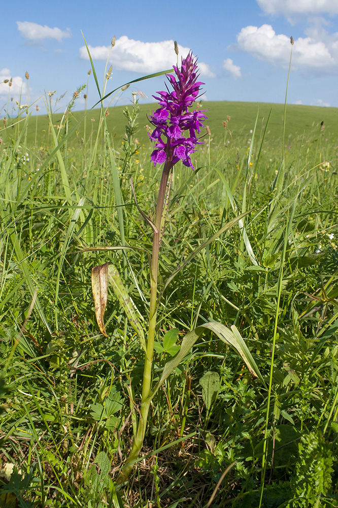 Изображение особи Dactylorhiza urvilleana.