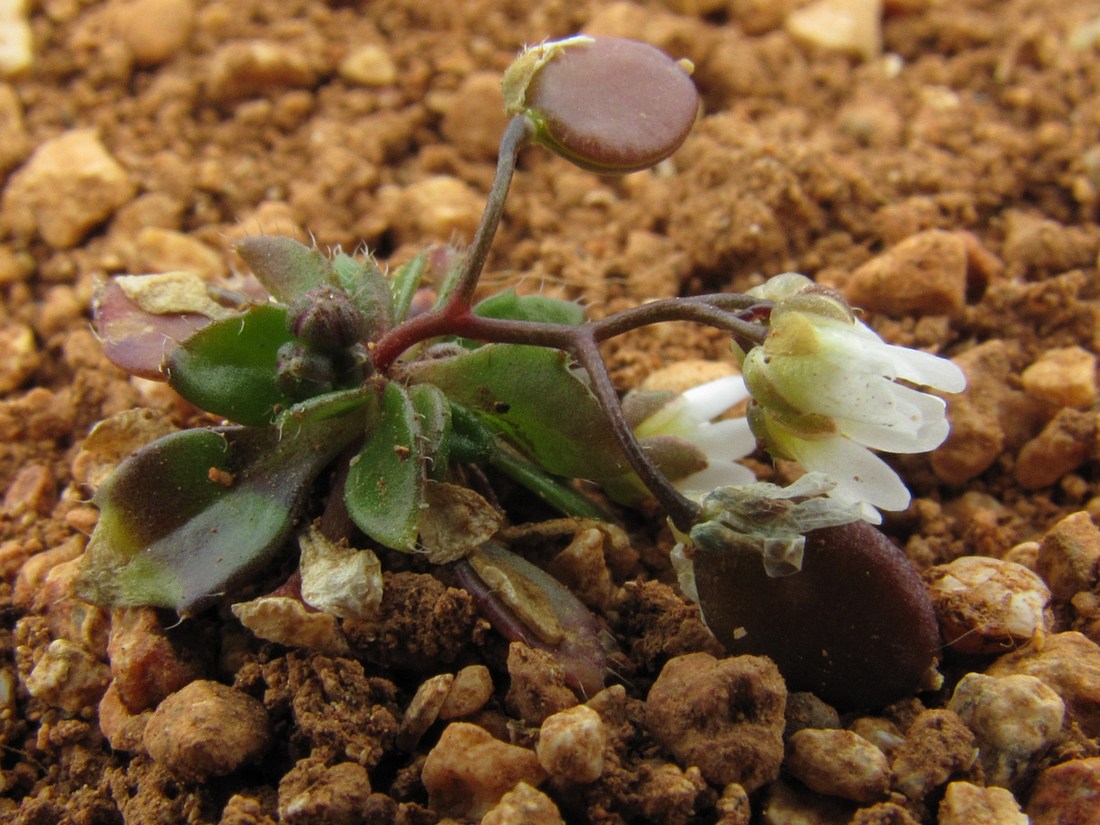 Image of Erophila praecox specimen.