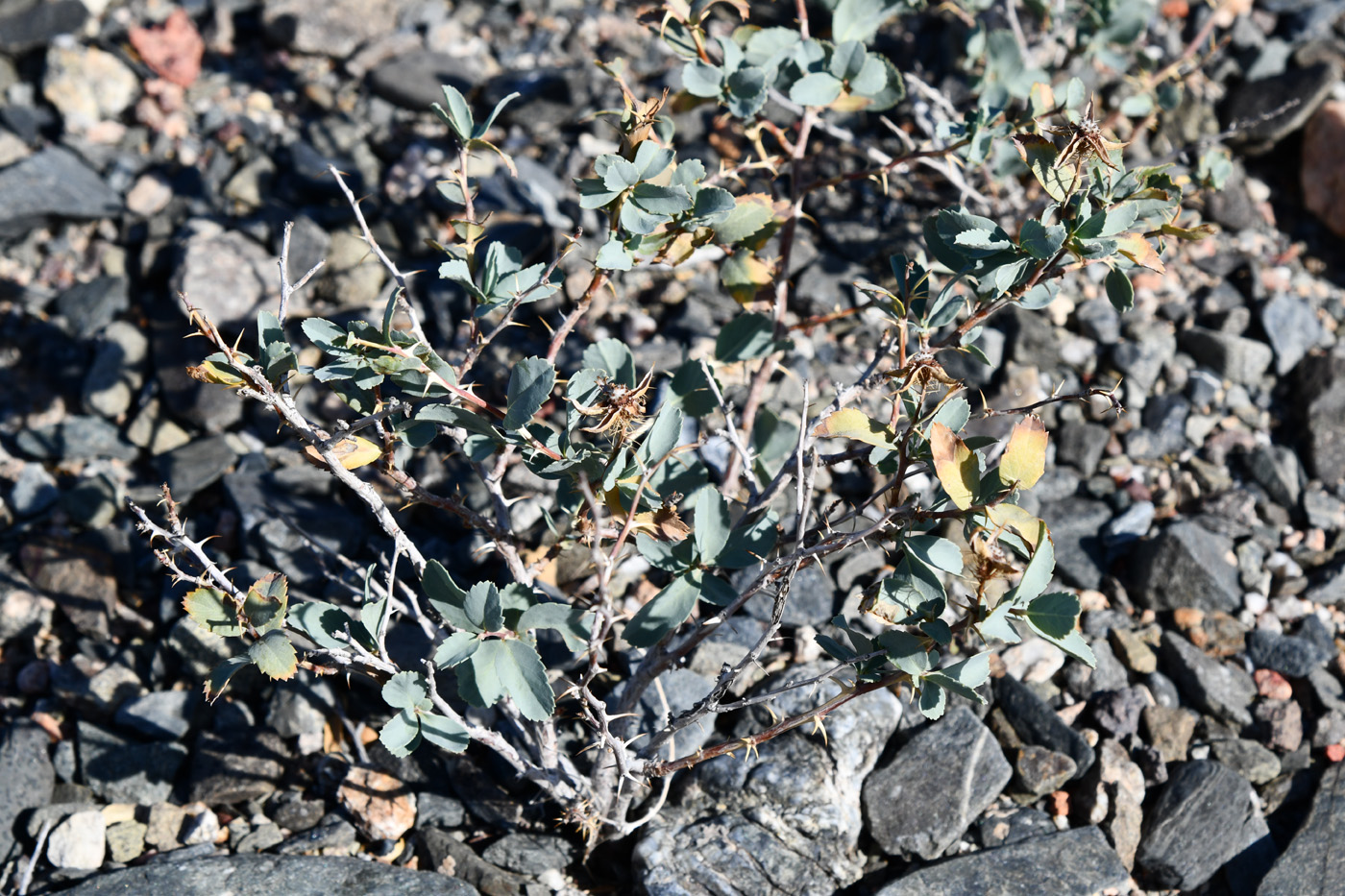 Image of Rosa persica specimen.