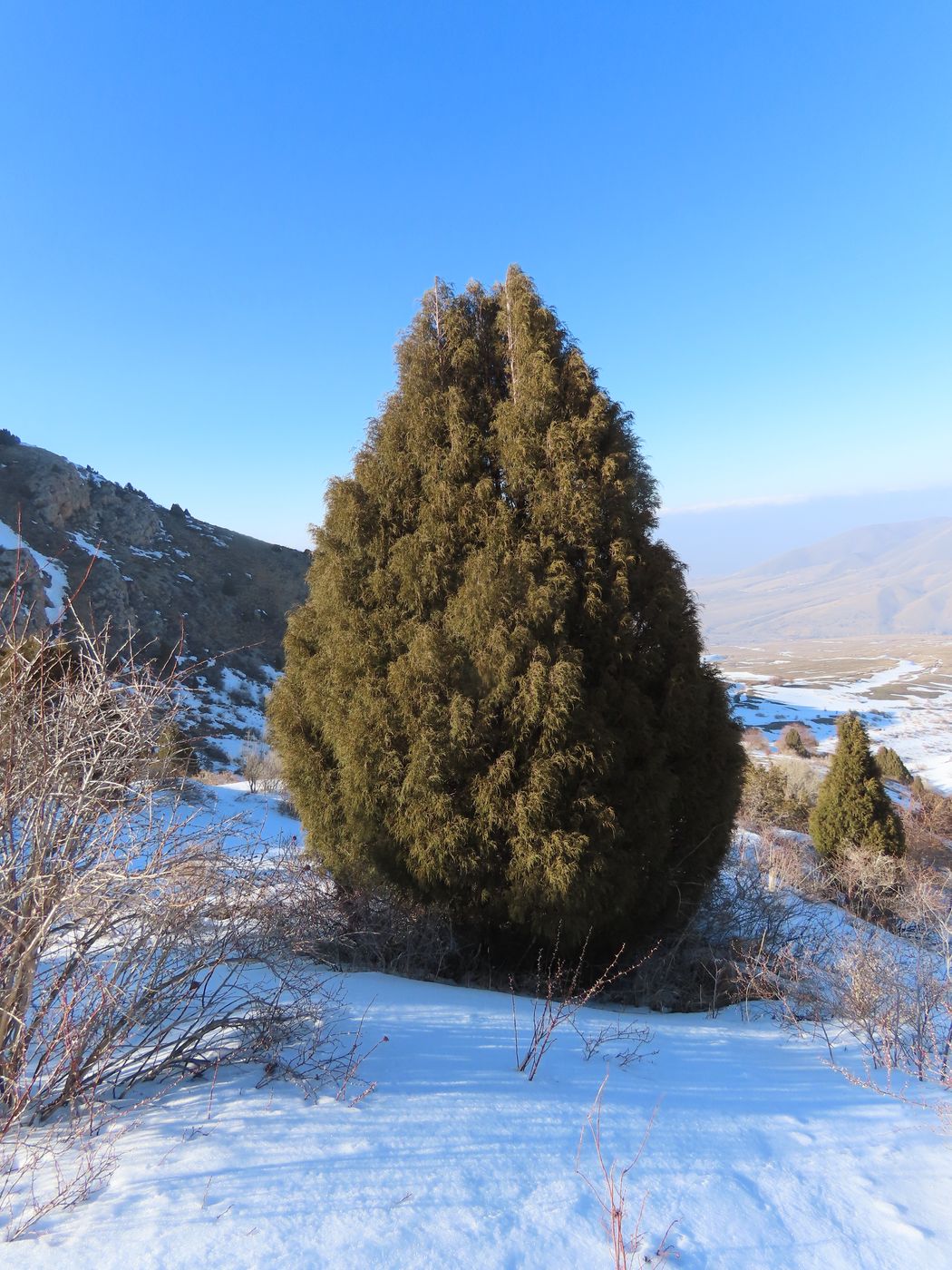Изображение особи Juniperus seravschanica.