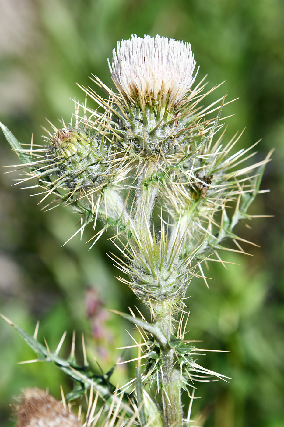Изображение особи Cirsium semenowii.