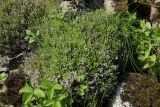 Sedum acre