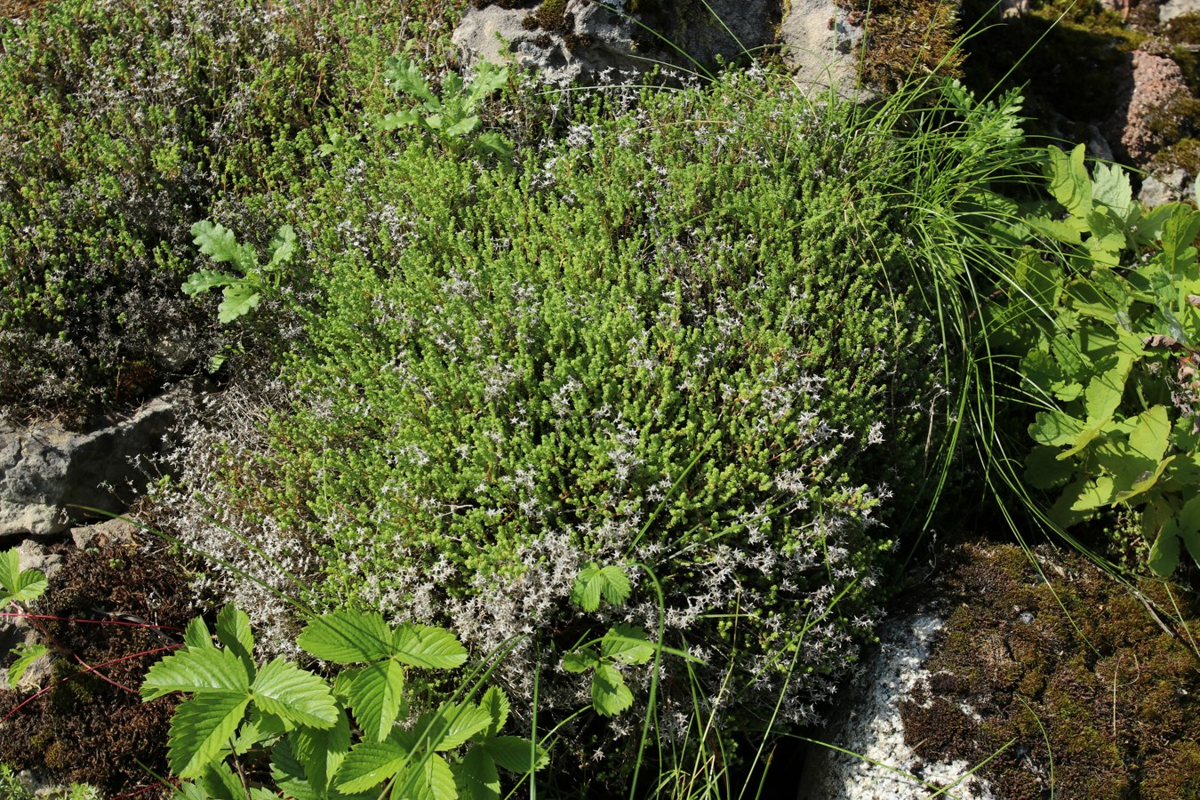 Изображение особи Sedum acre.