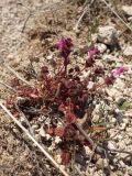 Lamium amplexicaule