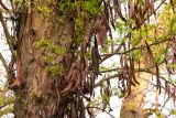 Gleditsia triacanthos