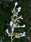 Lophanthus tschimganicus