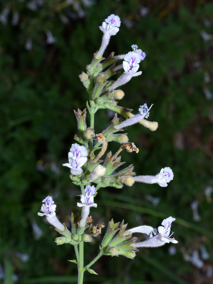 Image of Lophanthus tschimganicus specimen.