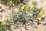 Senecio glaucus. Цветущее растение. Израиль, г. Ашдод, дюнные пески. 01.03.2011.