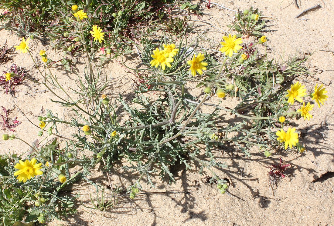 Image of Senecio glaucus specimen.