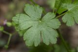 Geranium lucidum