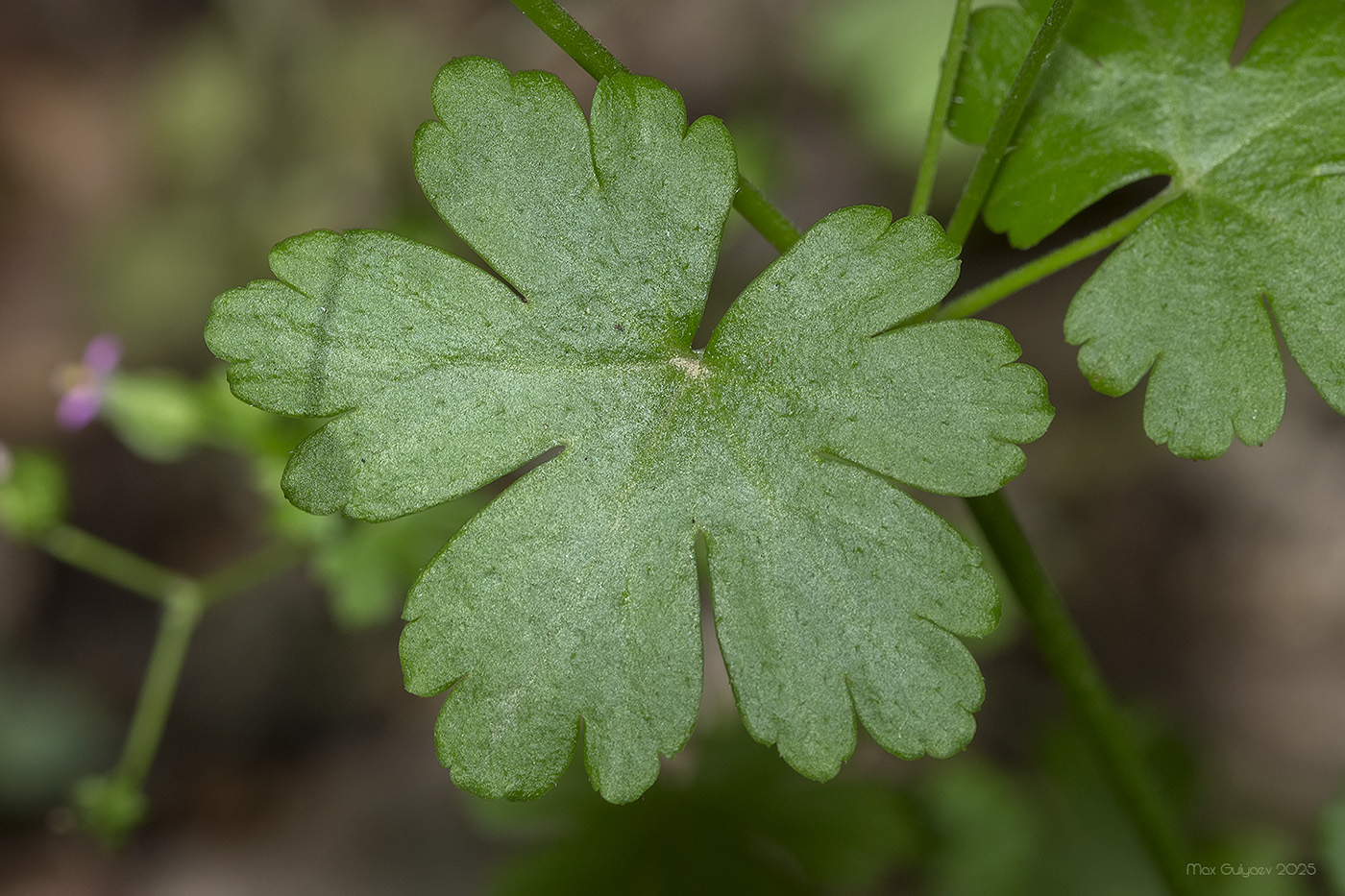 Изображение особи Geranium lucidum.