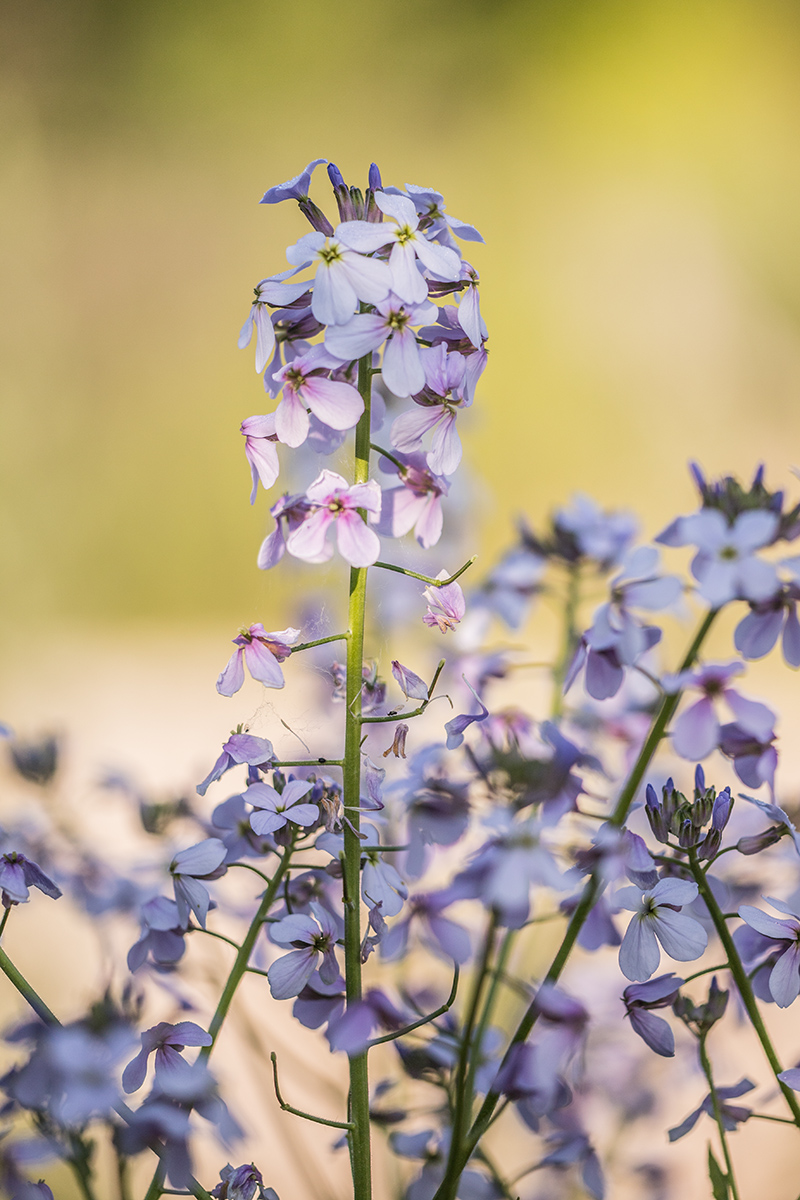 Image of Hesperis matronalis specimen.
