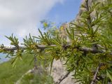 Rhamnus tortuosa