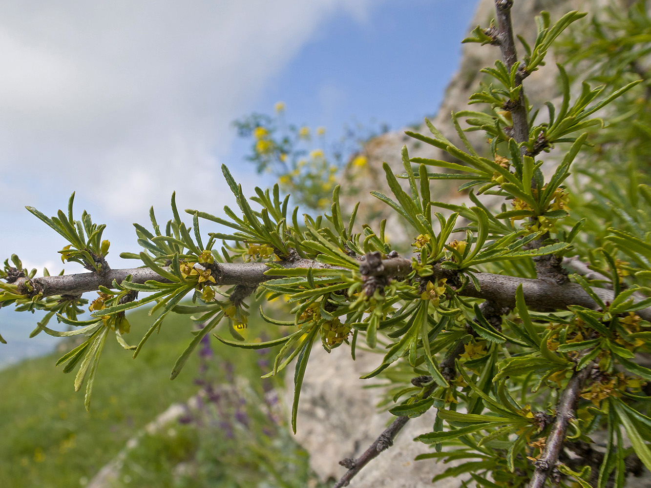 Изображение особи Rhamnus tortuosa.