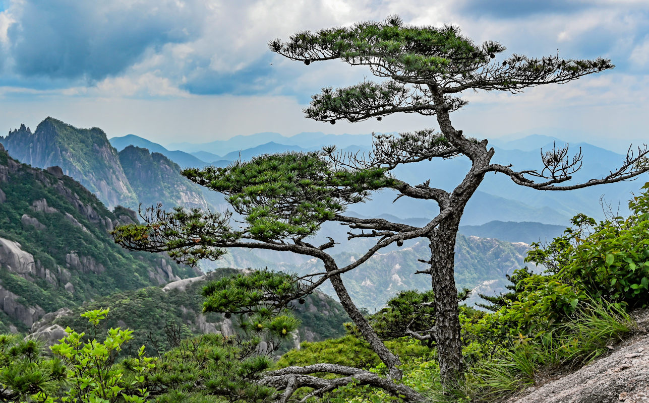 Изображение особи Pinus taiwanensis.