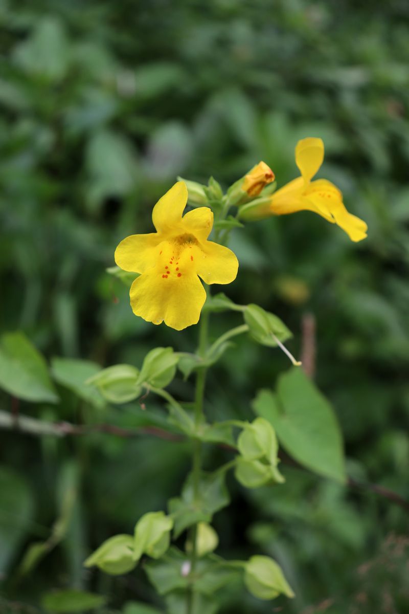 Image of Mimulus guttatus specimen.