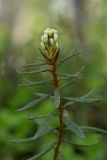 Ledum palustre