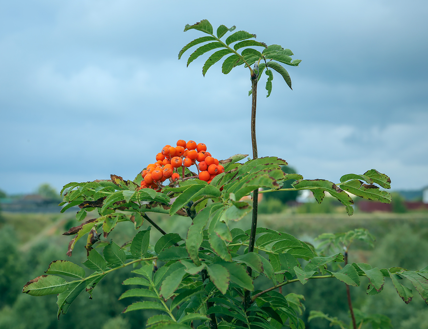 Изображение особи Sorbus aucuparia.
