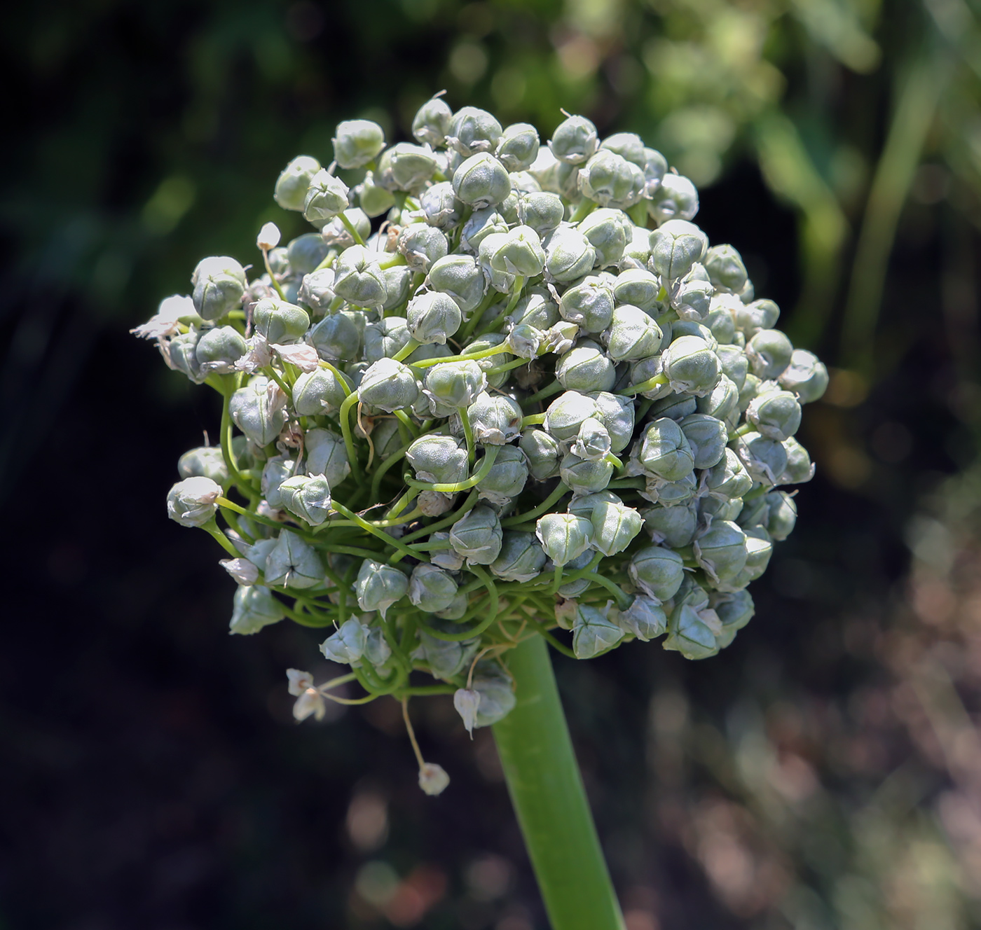 Изображение особи Allium fistulosum.
