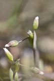 Holosteum umbellatum