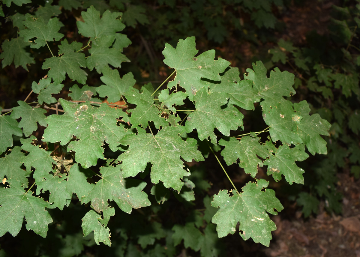 Image of genus Acer specimen.