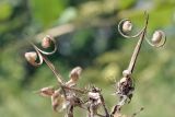 Geranium platyanthum