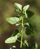 Scutellaria dependens. Верхушка генеративного побега (вид на абаксиальную поверхность листьев). Приморский край, Уссурийский ГО, окр. ж.-д. пл. 9194 км, дол. р. Раздольная на левом берегу, пойма, на илистой отмели. 22.09.2025.
