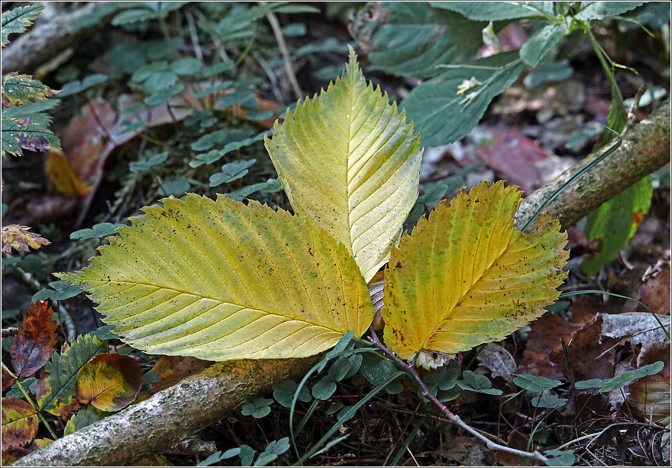 Image of genus Ulmus specimen.