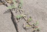Astragalus ophiocarpus
