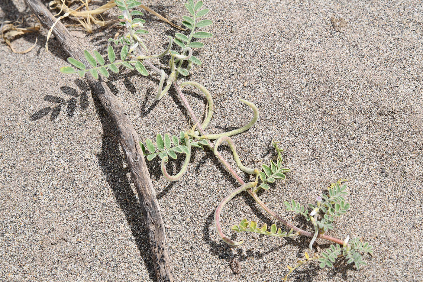 Изображение особи Astragalus ophiocarpus.