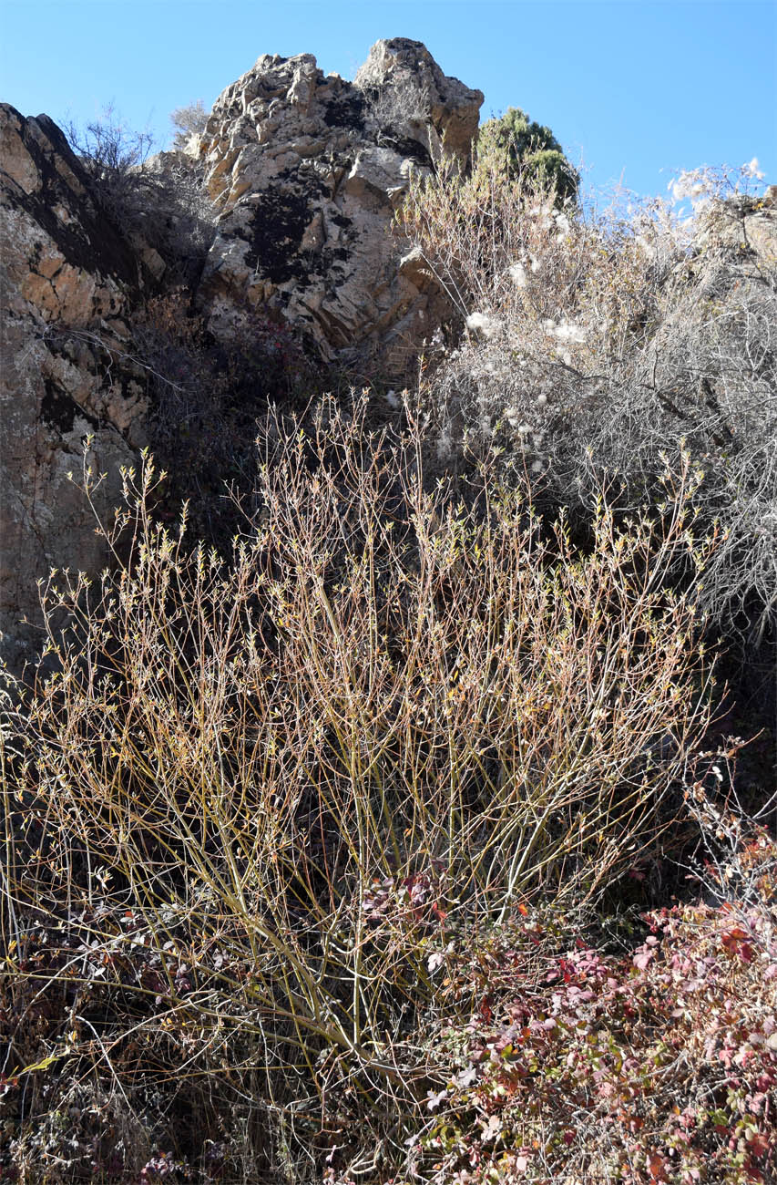 Image of genus Salix specimen.