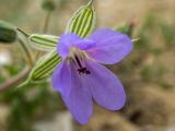 genus Geranium. Цветок. Крым, муниципальный округ Судак, п-ов Меганом, песчано-каменистый склон. 21.04.2025.