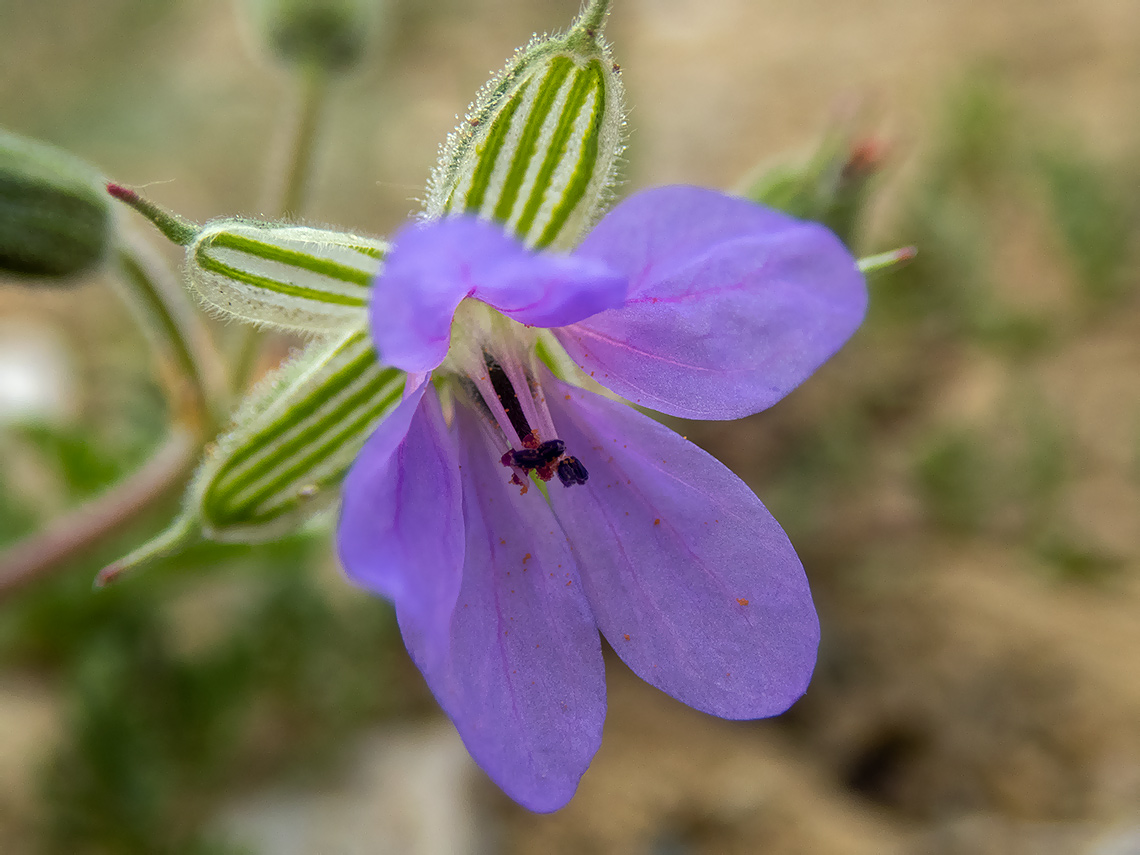 Image of genus Erodium specimen.