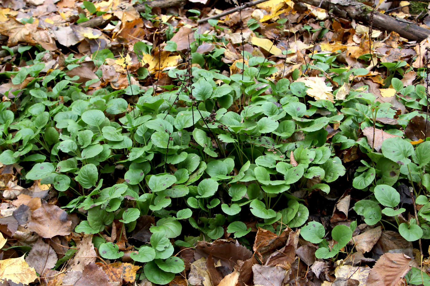 Image of Pyrola rotundifolia specimen.