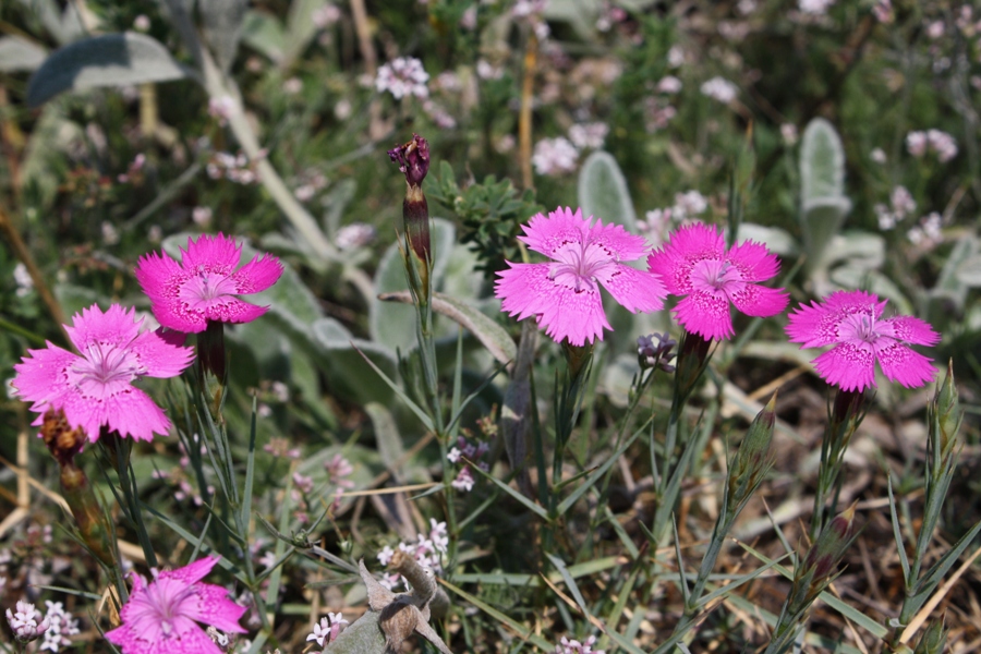 Image of Dianthus acantholimonoides specimen.